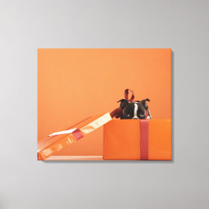 Lienzo Perrito del terrier de Boston en caja de regalo