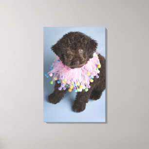 Lienzo Perrito italiano del perro de agua (Lagotto)