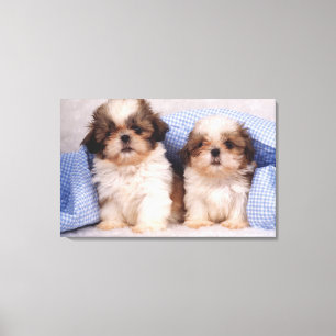 Lienzo Perritos de Shih Tzu debajo de una manta