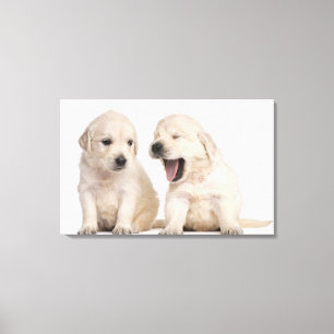 Lienzo Perritos del golden retriever (4 semanas de viejo)
