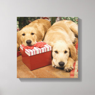 Lienzo Perritos del golden retriever con el regalo del