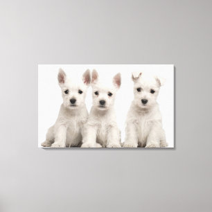 Lienzo Perritos del oeste de Terrier de la montaña (7