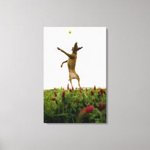 Lienzo Perro atrapando pelota de tenis en el aire