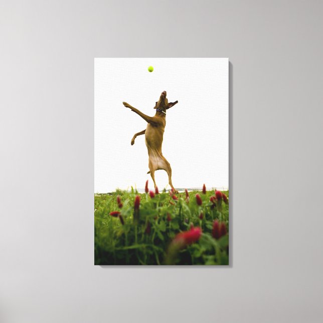 Lienzo Perro atrapando pelota de tenis en el aire (Anverso)