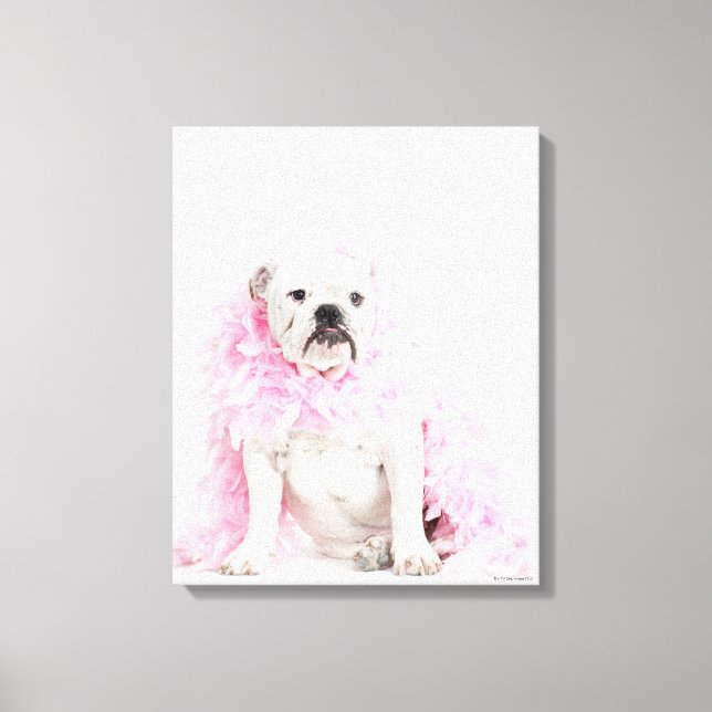 Lienzo Perro blanco macho con boa rosa (Anverso)