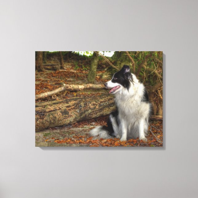 Lienzo Perro Border Collie en bosque frondoso de otoño (Anverso)