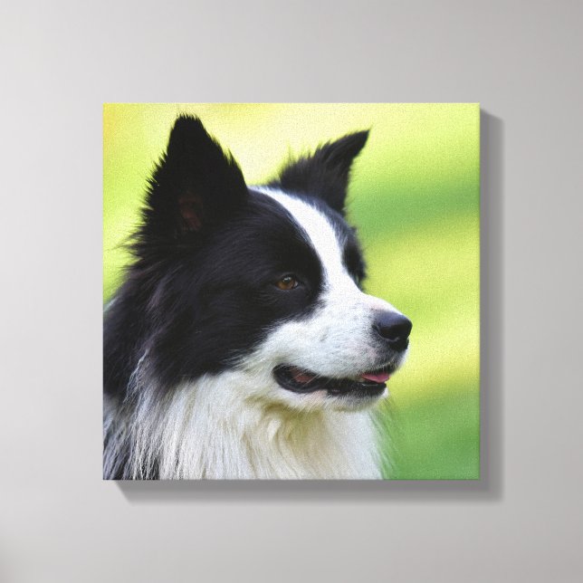 Lienzo Perro Border Collie negro y blanco (Anverso)