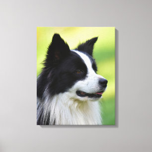 Lienzo Perro Border Collie negro y blanco