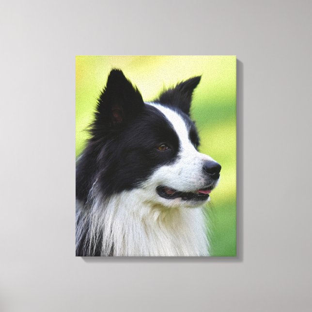 Lienzo Perro Border Collie negro y blanco (Anverso)