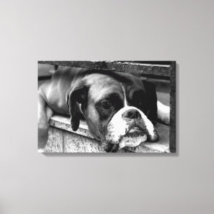 Lienzo Perro Boxer En Windowsill 24x16 (60x40cm) waccn