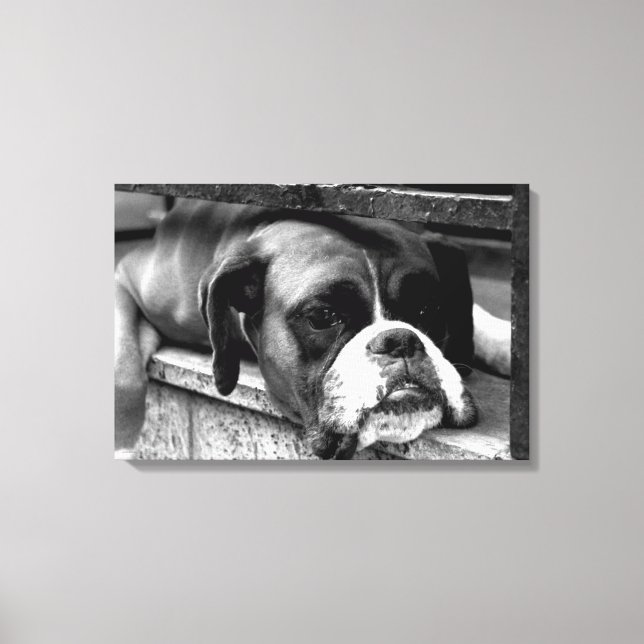 Lienzo Perro Boxer En Windowsill 24x16 (60x40cm) waccnm (Anverso)