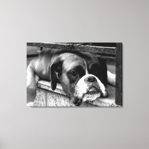 Lienzo Perro Boxer En Windowsill 36x24 (90x60cm) waccnm
