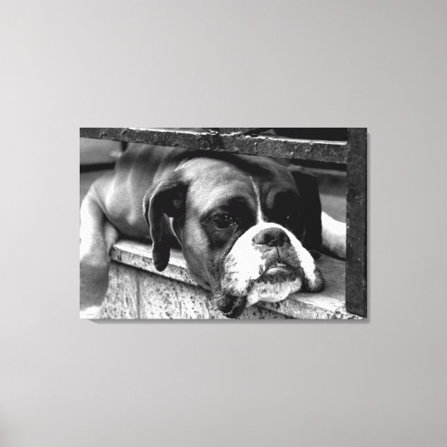 Lienzo Perro Boxer En Windowsill 36x24 (90x60cm) waccnm (Anverso)