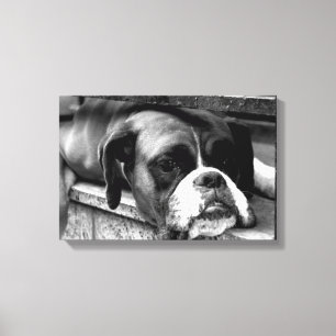 Lienzo Perro Boxer O Windowsill 16.50x11(41.25x27.5cm)wac