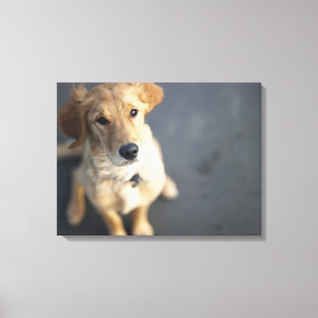 Lienzo Perro buscando (Anverso)