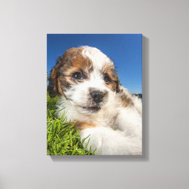 Lienzo Perro cachorro lindo (Shitzu) (Anverso)