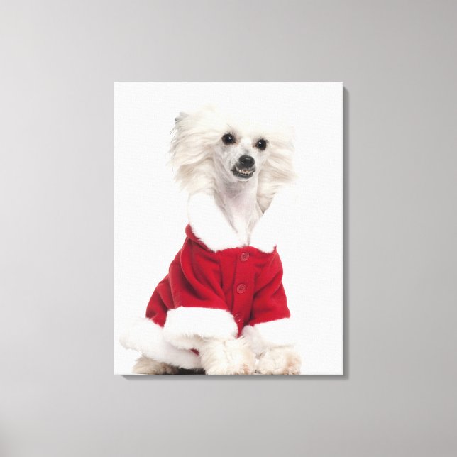Lienzo Perro chino con crema (de 1 año) que lleva puesto  (Anverso)