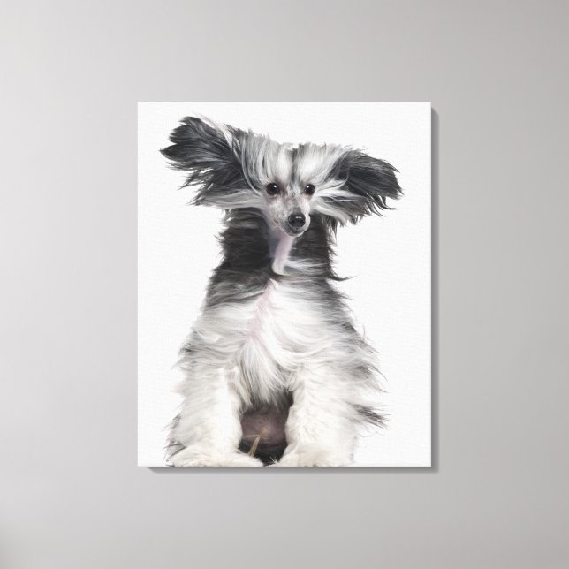 Lienzo Perro chino con cresta (15 meses de edad) en el vi (Anverso)