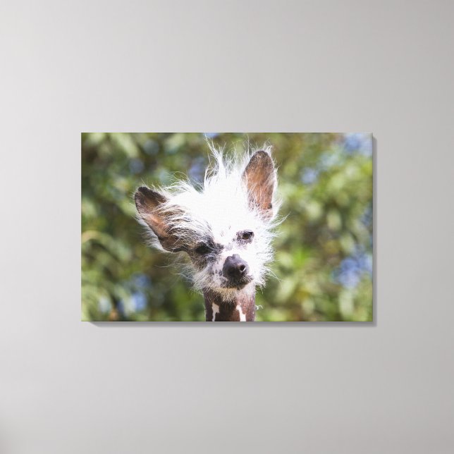 LIENZO PERRO CHINO CREADO (SIN PELO) (Anverso)