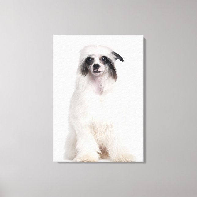 Lienzo Perro chino retenido (7 meses de edad) (Anverso)