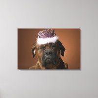 Perro con corona de cumpleaños en la cabeza