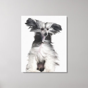 Lienzo Perro con cresta chino (15 meses) en el viento