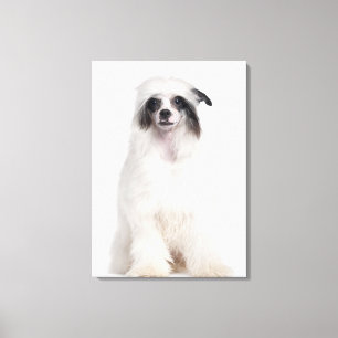 Lienzo Perro con cresta chino (7 meses)