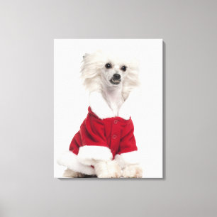 Lienzo Perro con cresta chino a que lleva (de 1 año)