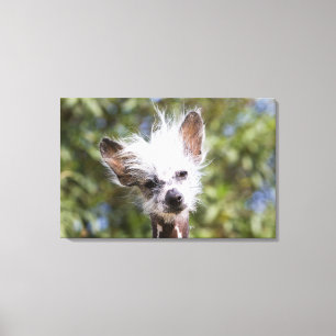 LIENZO PERRO CON CRESTA CHINO (SIN PELO)