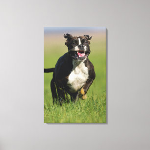 Lienzo Perro corriendo 2