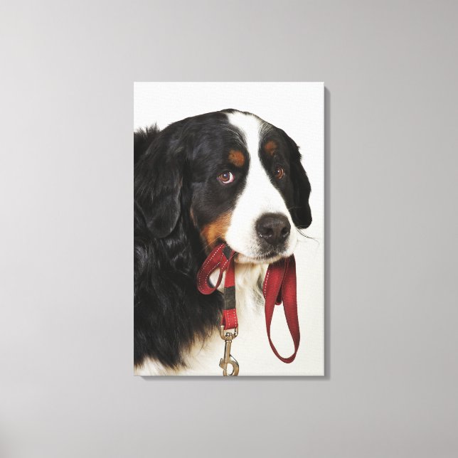 Lienzo Perro de montaña de Berner (Berner Sennenhund) con (Anverso)