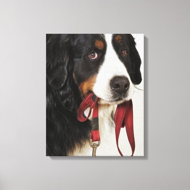 Lienzo Perro de montaña de Berner (Berner Sennenhund) con (Anverso)