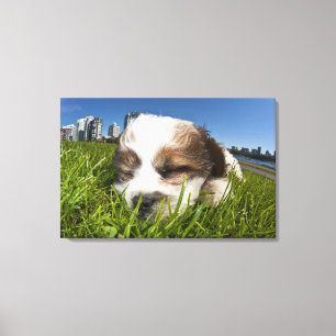 Lienzo Perro de perrito lindo en el parque, Vancouver,