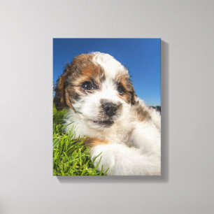 Lienzo Perro de perrito lindo (Shitzu)