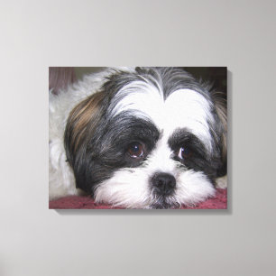 Lienzo Perro de Shih Tzu
