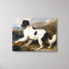 Lienzo Perro de Terranova (animal blanco y negro)