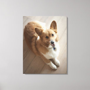 Lienzo Perro del corgi del Pembroke Galés que miente en