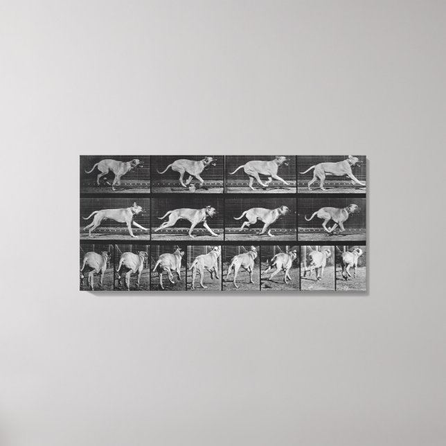 Lienzo Perro en circulación, placa 707 de "Locomoción ani (Anverso)