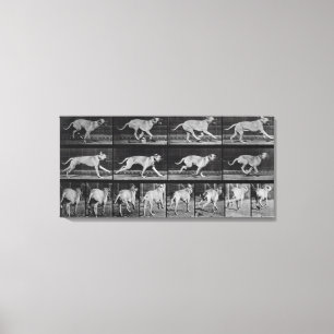 Lienzo Perro en circulación, placa 707 de "Locomoción ani