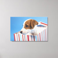 Perro en una caja de regalos