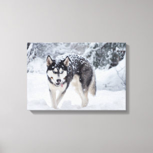 Lienzo Perro esquimal en la nieve
