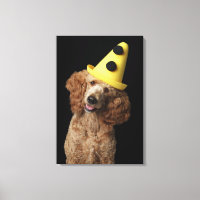 Perro Golden Poodle con gorra de payaso amarillo