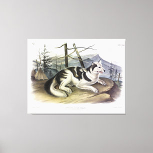 Lienzo Perro hare-indio (perro del río Mackenzie) de Audu