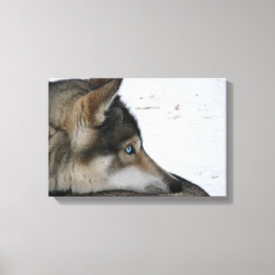 Lienzo Perro Husky con ojos azules