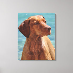 Lienzo Perro Magyar Vizsla