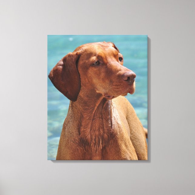 Lienzo Perro Magyar Vizsla (Anverso)