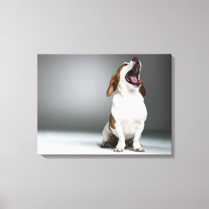 Lienzo Perro mezclado de la raza que bosteza