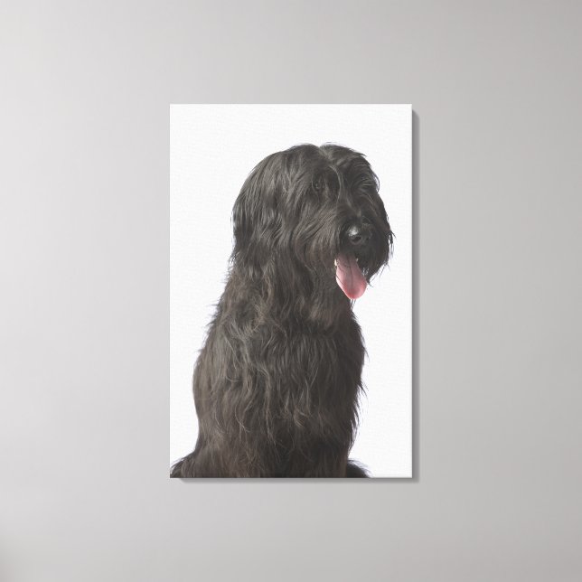 Lienzo Perro negro, Briard (Anverso)