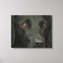Perro negro del labrador
