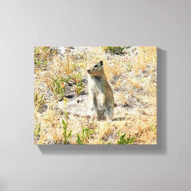 Lienzo Perro Prairie en Yosemite, CA (Anverso)